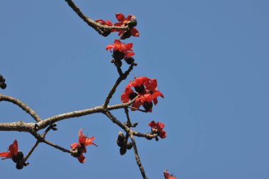 Kırmızı İpek Pamuk Çiçeğinin Kapanışı