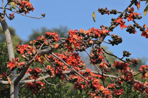 Gros Plan Fleur Coton Soie Rouge — Photo