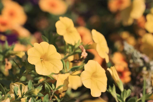 Kalibrakhoa Çan Çiçeği Ekilmiş Bir Milyonun Çiçeği — Stok fotoğraf