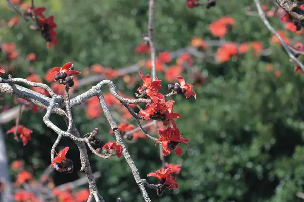 赤い絹の花のクローズアップ — ストック写真