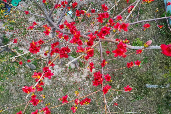 Marca 2022 Jedwab Bawełna Bombax Ceiba Drzewo Nasienne Kwitnące — Zdjęcie stockowe
