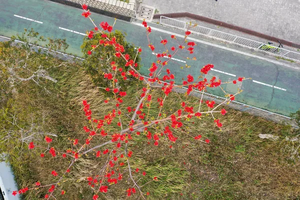 Марта 2022 Шелковый Хлопок Bombax Ceiba Semal Tree Blooming — стоковое фото