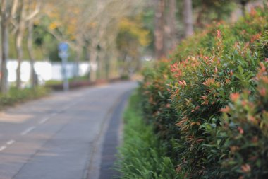 17 Mart 2022, Hong Kong, Tko şehrinde bisiklet yolu. 