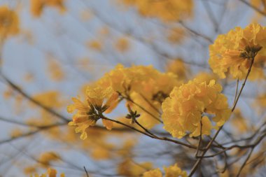 Altın Trompet Tre 'nin sarı çiçek yaprakları