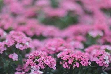 Sardunya sarayını kapatın, sardunya çiçekleri 