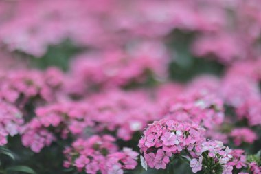 Sardunya sarayını kapatın, sardunya çiçekleri 