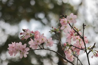 Tko parkında bahar kiraz çiçekleri, pembe çiçekler.