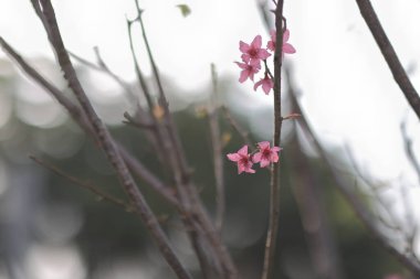 Japon Kirazı veya Prunus serrulata, ayrıca Kiraz Tepesi olarak da bilinir..