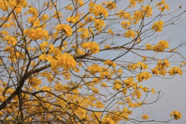 Altın Trompet Tre 'nin sarı çiçek yaprakları