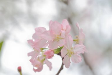Hong Kong Tko Parkı 'ndaki Kiraz Çiçeği' nin kapanışı.