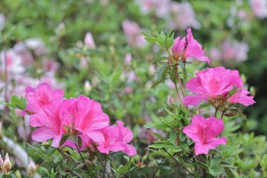 İlkbaharda çiçek açan mor rhododendrona yaklaş
