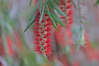 Yeşil ve kırmızı yapraklı Callistemon rigidus bitkisi.