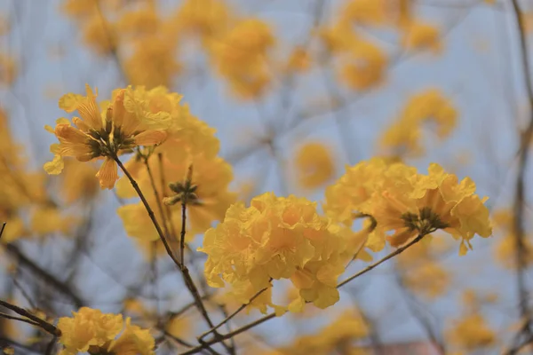 Żółte Płatki Kwiatów Złotej Trąbki Tre — Zdjęcie stockowe