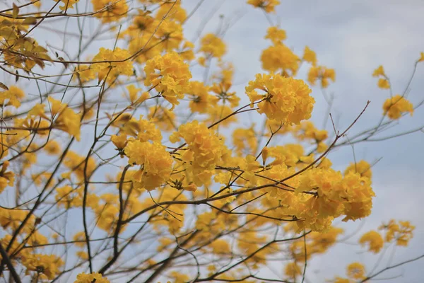 Altın Trompet Tre Nin Sarı Çiçek Yaprakları — Stok fotoğraf