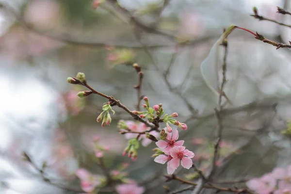 Eine Frühlingskirsche Blüht Rosa Blumen Tko Park — Stockfoto