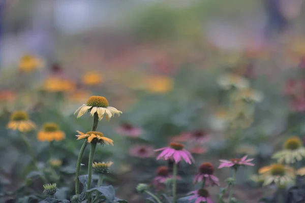 Dasiy Kwiaty Ogrodzie Hong Kong — Zdjęcie stockowe