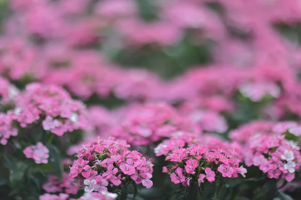 Close Geranium Palustre Flores Gerânio — Fotografia de Stock