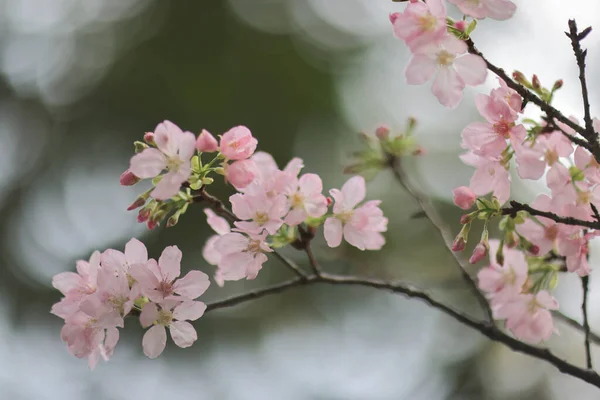 Eine Frühlingskirsche Blüht Rosa Blumen Tko Park — Stockfoto