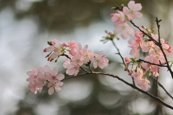 Een Voorjaar Kers Bloesems Roze Bloemen Tko Park — Stockfoto