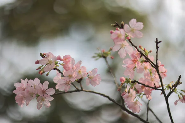 Eine Frühlingskirsche Blüht Rosa Blumen Tko Park — Stockfoto