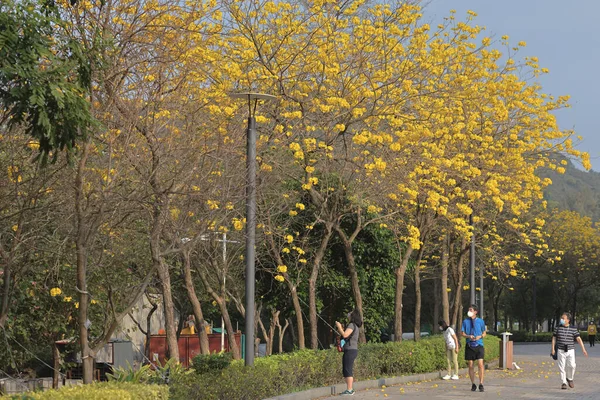 樹の上に咲く美しいタブー クリサンタの花 — ストック写真