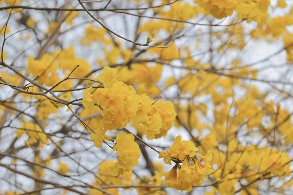 Altın Trompet Ağacının Sarı Çiçekleri — Stok fotoğraf