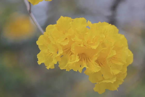 Yellow Flower Petals Golden Trumpet Tree — Stock Photo, Image