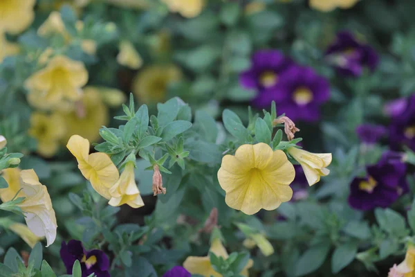 Kalibrachoa Oder Glockenblume Blume Einer Kultivierten Million Glocken — Stockfoto