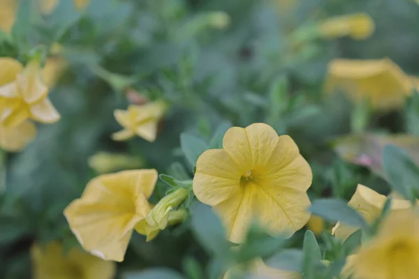 Calibrachoa Veya Çan Çiçeği Çiçek Bir Ekili Milyon Çan — Stok fotoğraf