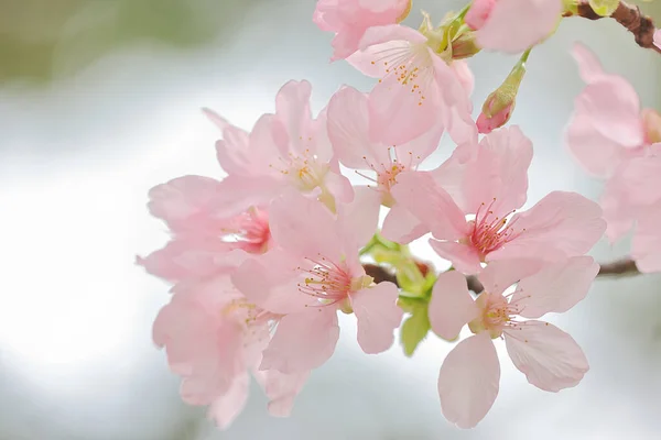 Primer Plano Cherry Blossom Hong Kong Tko Park — Foto de Stock