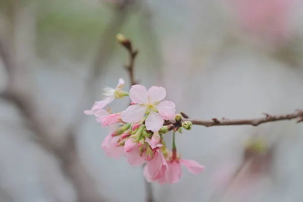 Close Cherry Blossom Hong Kong Tko Park — Stock Photo, Image