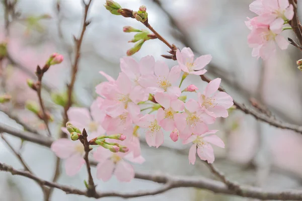 Primer Plano Cherry Blossom Hong Kong Tko Park — Foto de Stock