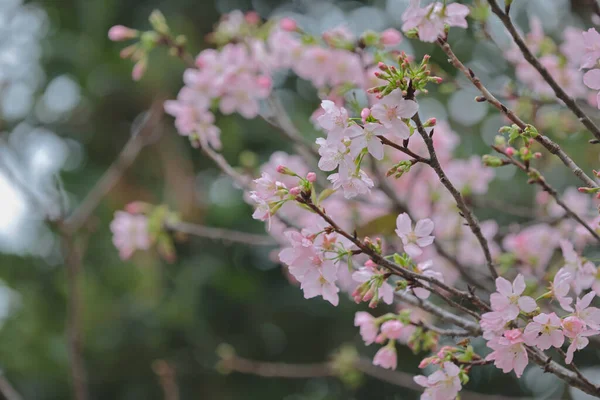 Zbliżenie Cherry Blossom Hong Kong Tko Parku — Zdjęcie stockowe