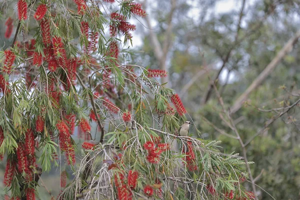 bird eating from the flower of a Callistemon citrinus.