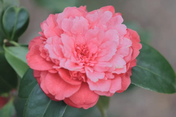 Red Flower Camellia Debutante Japonica — Stock Photo, Image