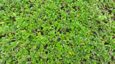 yeşil doku, doğa arkaplan, tropikal yapraklar