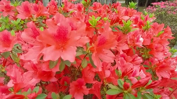 Bush Flores Vermelhas Delicadas Azálea Plantas Rhododendron — Vídeo de Stock