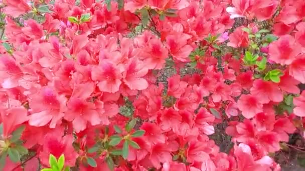 Krzew Delikatnych Czerwonych Kwiatów Azalii Lub Rododendronu — Wideo stockowe