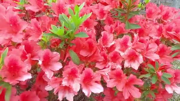 Strauch Mit Zarten Roten Blüten Von Azaleen Oder Rhododendronpflanzen — Stockvideo