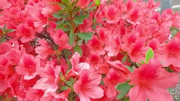 Bush Van Delicate Rode Bloemen Van Azalea Rhododendron Planten — Stockvideo