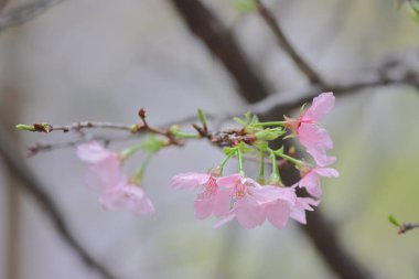 TKO Park 'taki Pembe Prunus Campanulata Çiçeği