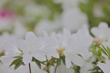 Beyaz Azalea Çiçekleri 'nin çiçek tarhı parkta, hk