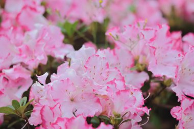 Bahçede bir Rhododendron melezi.