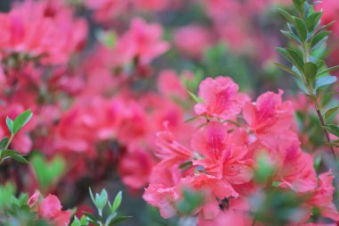 Rhododendron simsii, Sprin 'deki ağaçta açan açelya.