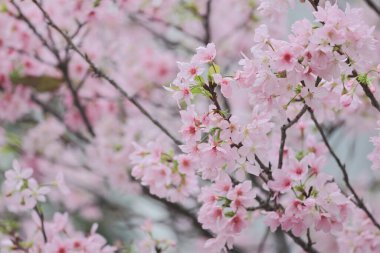 TKO Par 'da Pembe Prunus Campanulata Çiçeği