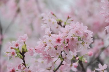 TKO Par 'da Pembe Prunus Campanulata Çiçeği