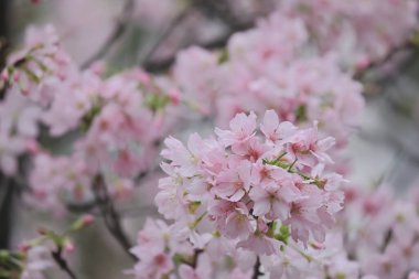TKO Par 'da Pembe Prunus Campanulata Çiçeği
