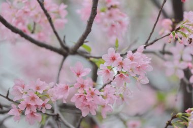 TKO Par 'da Pembe Prunus Campanulata Çiçeği