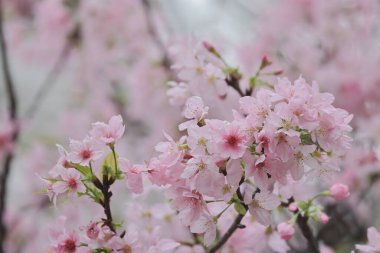 TKO Par 'da Pembe Prunus Campanulata Çiçeği