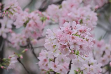 TKO Par 'da Pembe Prunus Campanulata Çiçeği